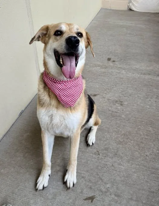 An adult large-sized male Shepherd dog named Chance for adoption in McKinney, TX
