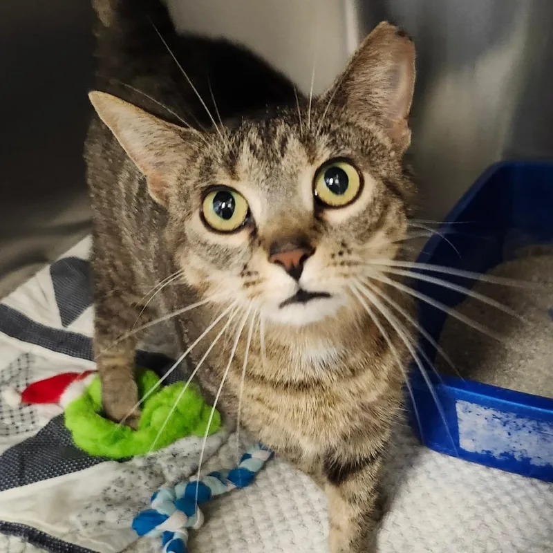 An adult large-sized female Brown / Chocolate Domestic Short Hair cat named Celeste for adoption in Columbia Station, OH