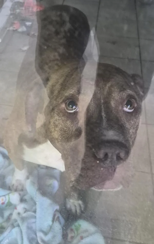 An adult medium-sized male Pit Bull Terrier dog named Nc Astro for adoption in Lawrenceville, GA