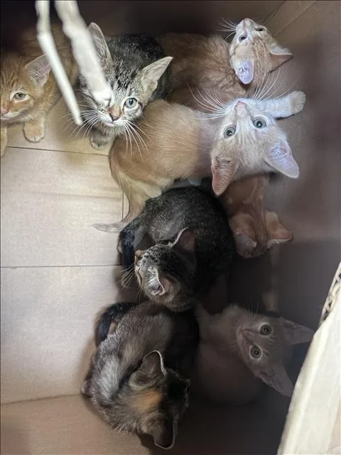 A baby small-sized male Domestic Short Hair cat named Mustard for adoption in Los Angeles, CA