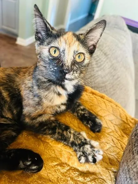 A baby small-sized female Domestic Short Hair cat named Calliope for adoption in Kettering, OH