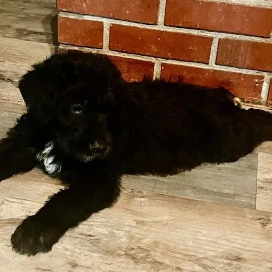 Ralphie