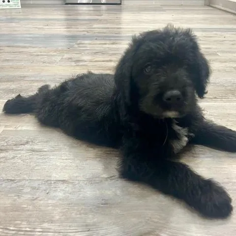 Ralphie thumbnail 2