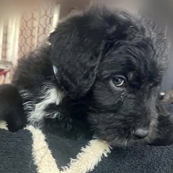 Ralphie thumbnail 3