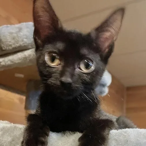 A baby small-sized female Black Domestic Short Hair cat named Licorice for adoption in Grand Island, NE