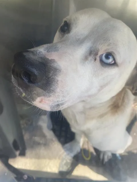 A young small-sized male Mixed Breed dog named Canello for adoption in Dallas, TX