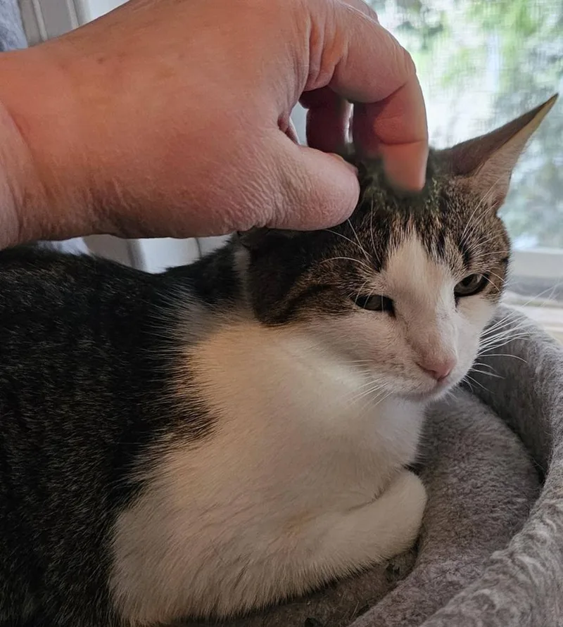 A young small-sized female Gray / Blue / Silver Tabby cat named Cerulean Sea Mama: Zoe for adoption in Warren, CT