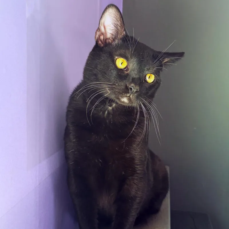 A young medium-sized male Black Domestic Short Hair cat named Sombra for adoption in Asheville, NC