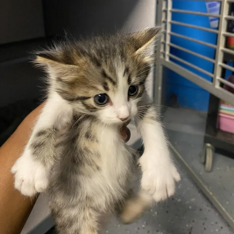 A baby small-sized male Brown / Chocolate Domestic Short Hair cat named Pop for adoption in Houston, TX