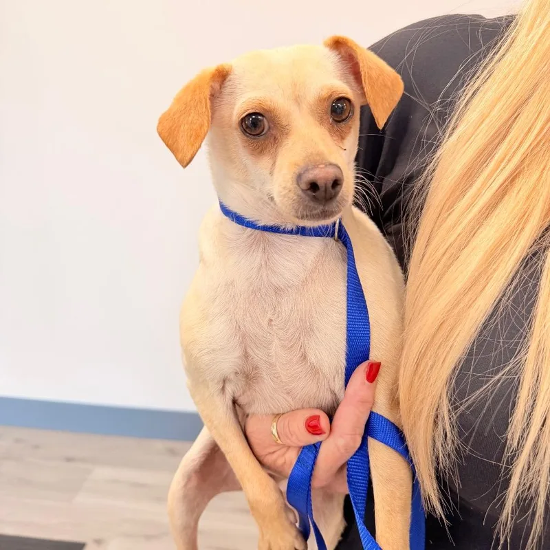 An adult small-sized female Apricot / Beige Chihuahua dog named Julia for adoption in San Diego, CA