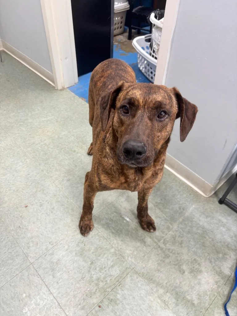 An adult medium-sized male Mixed Breed dog named Rick for adoption in Danielsville, GA