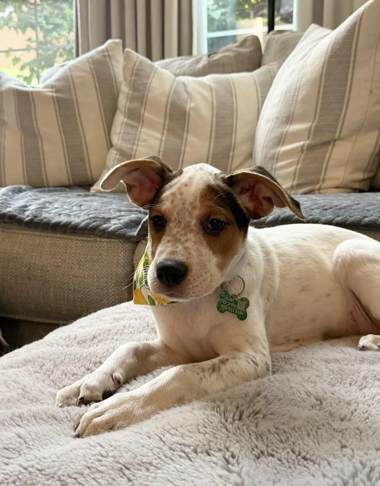 Peaches