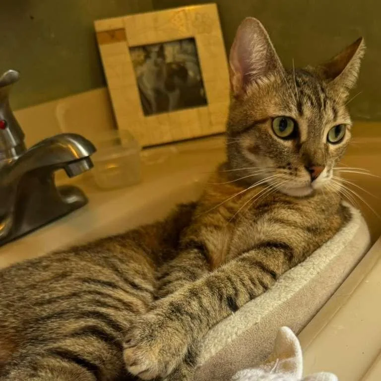An adult small-sized female Brown / Chocolate Domestic Short Hair cat named Mochi Chavez for adoption in Long Beach, CA