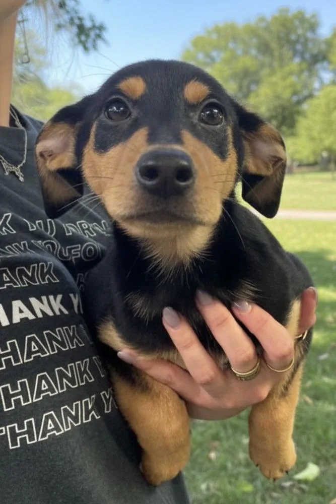 A baby medium-sized female Brown / Chocolate Terrier dog named Carina for adoption in Elmsford, NY
