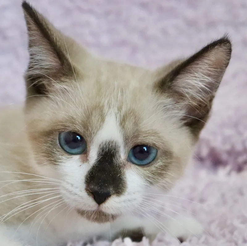Coconut