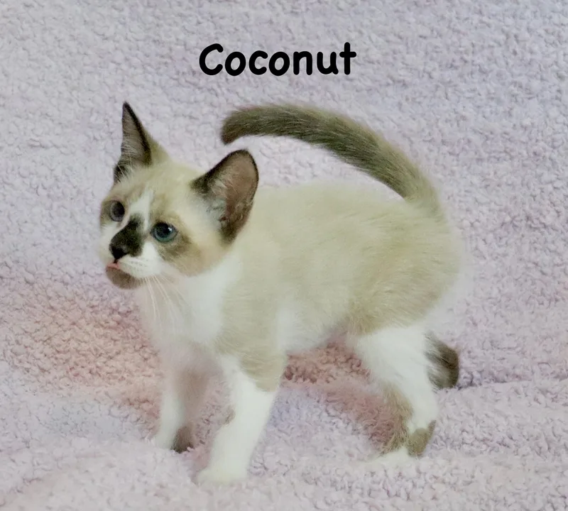 Coconut thumbnail 3