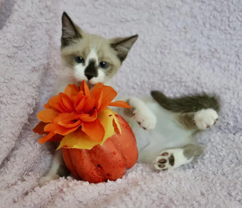 Coconut thumbnail 4