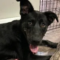 An adult medium-sized female Shepherd dog named Maggie for adoption in Monticello, NY