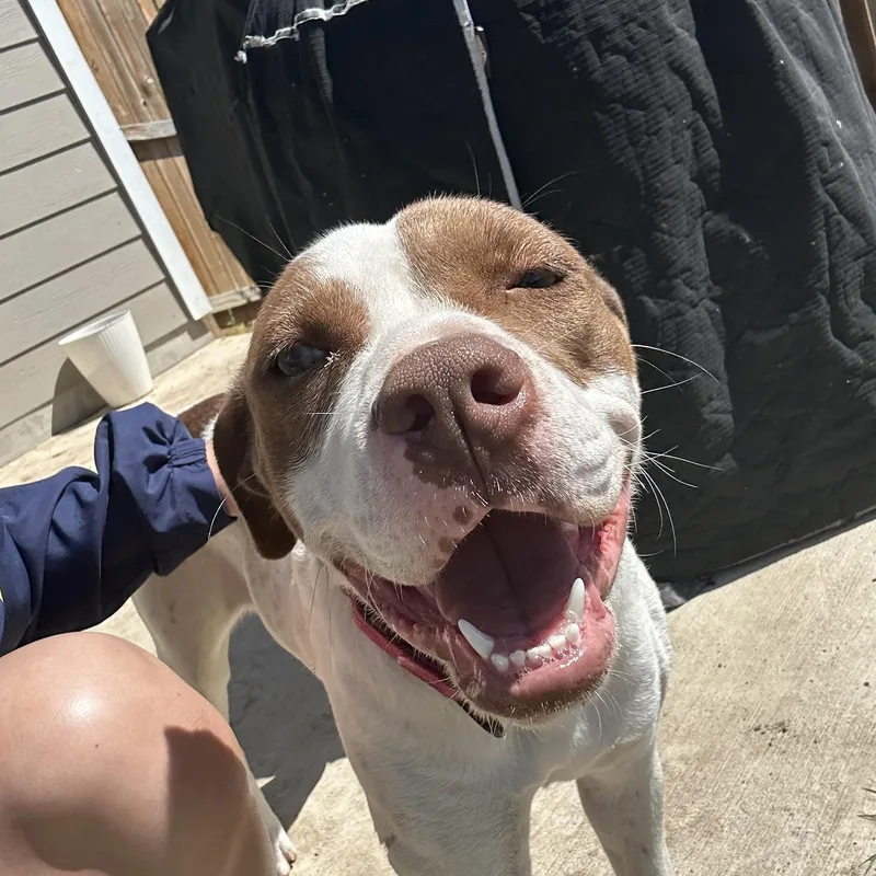 A young medium-sized female White / Cream American Staffordshire Terrier dog named Helga for adoption in Mico, TX