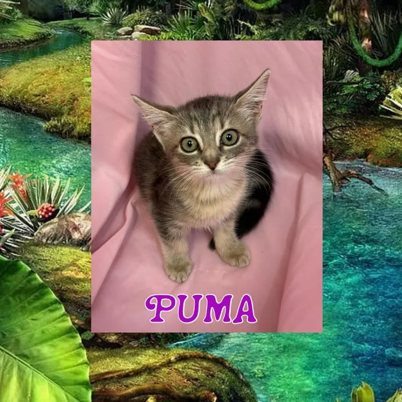 A baby small-sized female Domestic Medium Hair cat named Puma for adoption in Royse City, TX