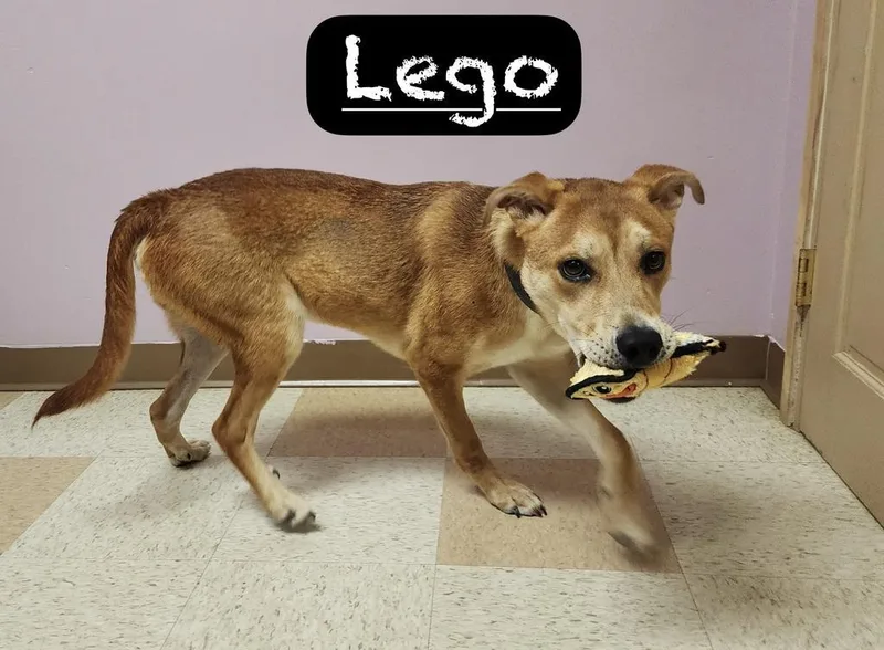 A baby large-sized male Labrador Retriever dog named Lego for adoption in Maumelle, AR