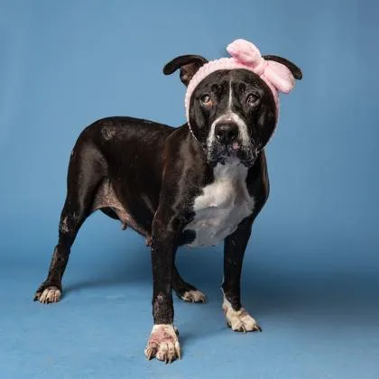 A senior extra large-sized female Pit Bull Terrier dog named Mona for adoption in Atlanta, GA