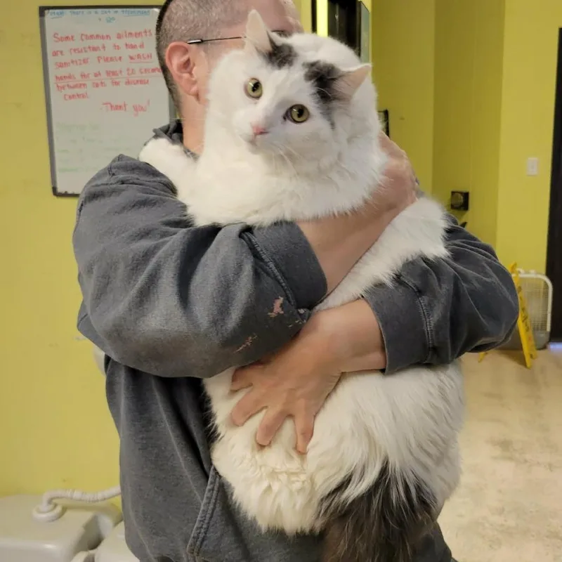 A senior extra large-sized male White Domestic Medium Hair cat named Cotton for adoption in Columbia, MO