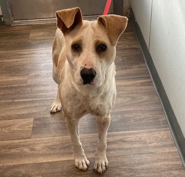 An adult large-sized female Australian Cattle Dog / Blue Heeler dog named Wendy for adoption in San Diego, CA