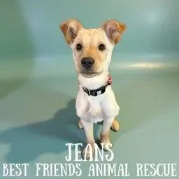 A young small-sized male Yellow / Tan / Blond / Fawn Labrador Retriever dog named Jeans for adoption in Wasilla, AK