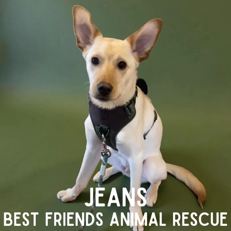 Jeans thumbnail 3