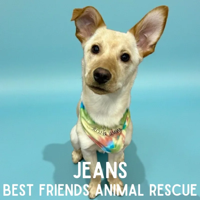 Jeans thumbnail 4
