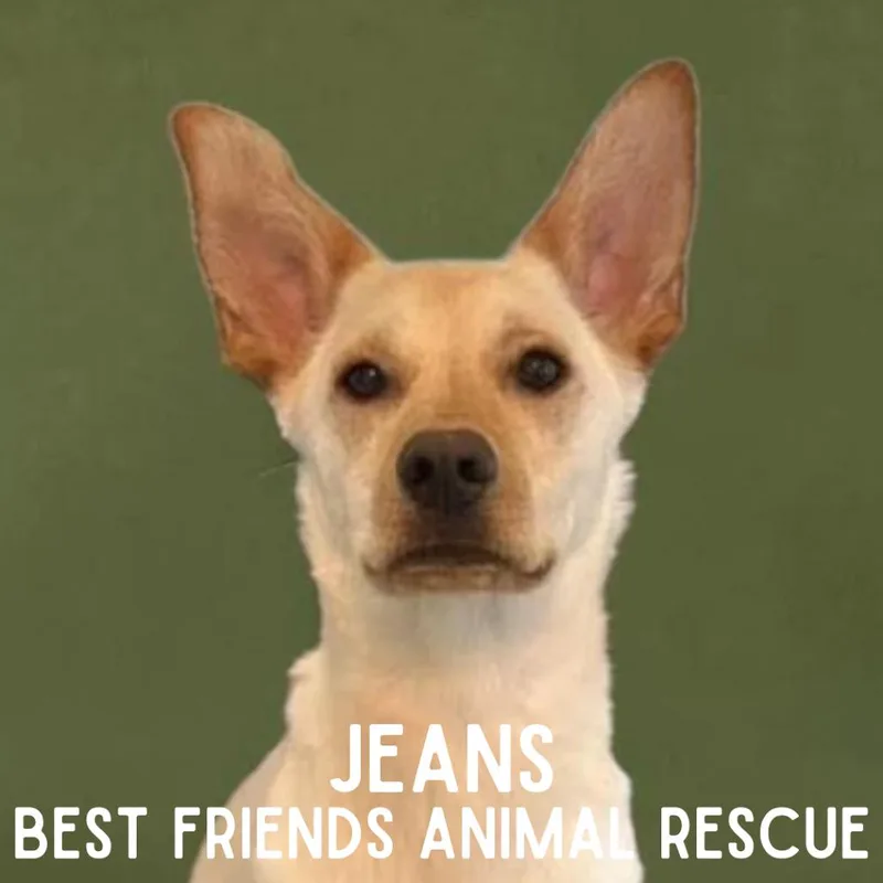 Jeans thumbnail 6