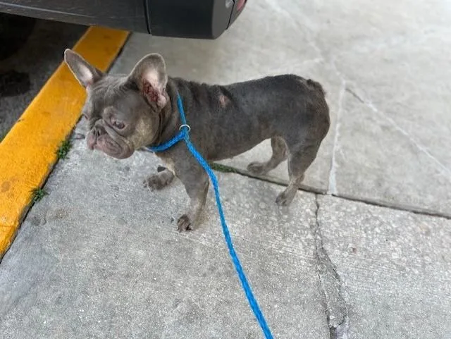 An adult medium-sized female French Bulldog dog named Sage for adoption in Miami, FL