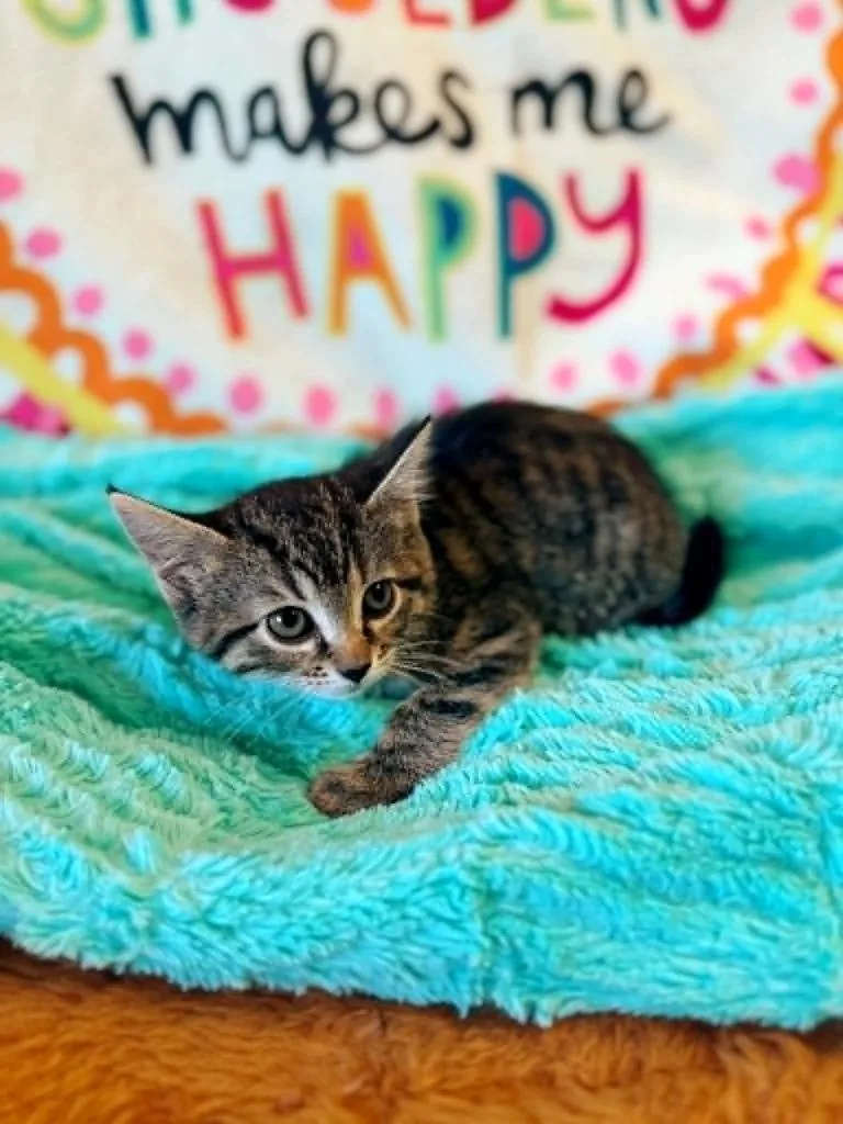 A baby small-sized female Domestic Short Hair cat named Sunset for adoption in Effingham, IL