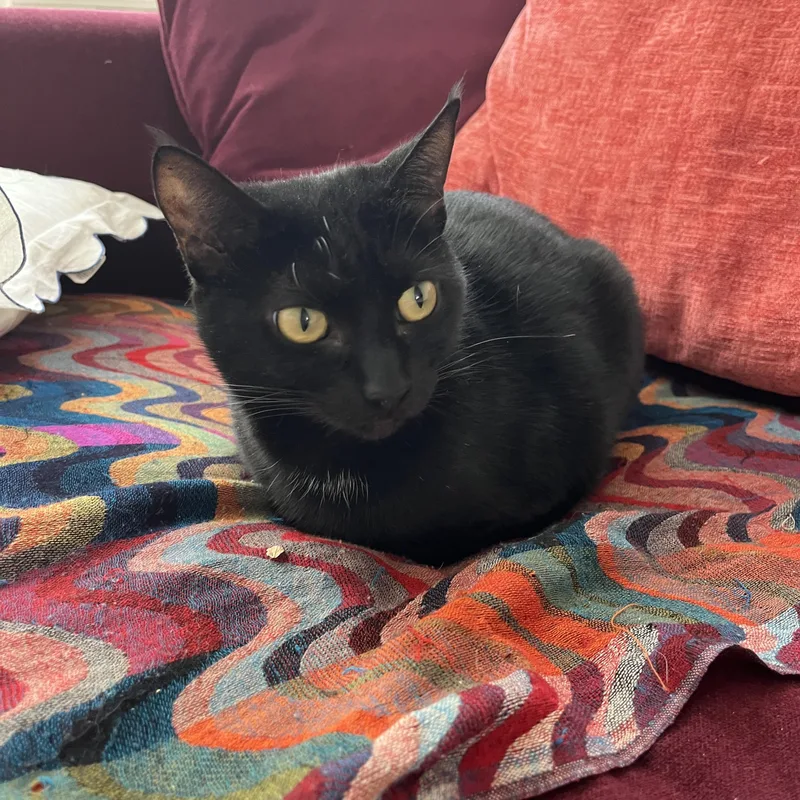 A young medium-sized female Black Domestic Short Hair cat named Charli for adoption in New Haven, CT
