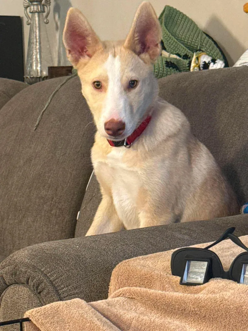 A baby large-sized male Mixed Breed dog named Buster for adoption in Sioux Falls, SD
