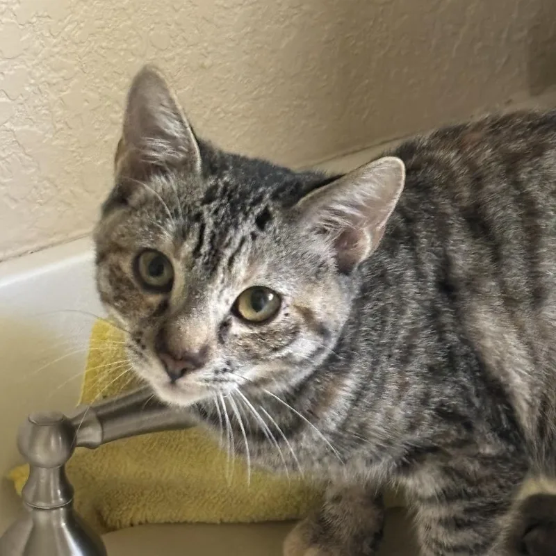 A baby small-sized female Brown / Chocolate Domestic Short Hair cat named Sara for adoption in Pleasanton, CA