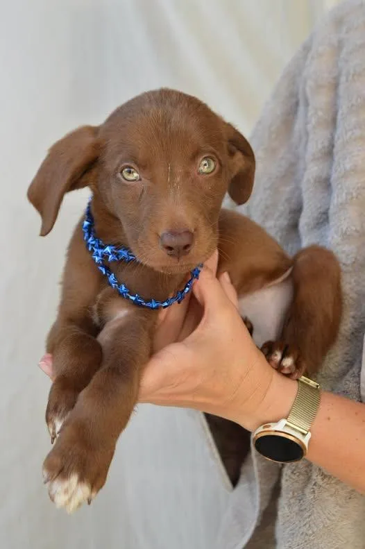 A baby large-sized female Labrador Retriever dog named Freedom for adoption in McKinney, TX