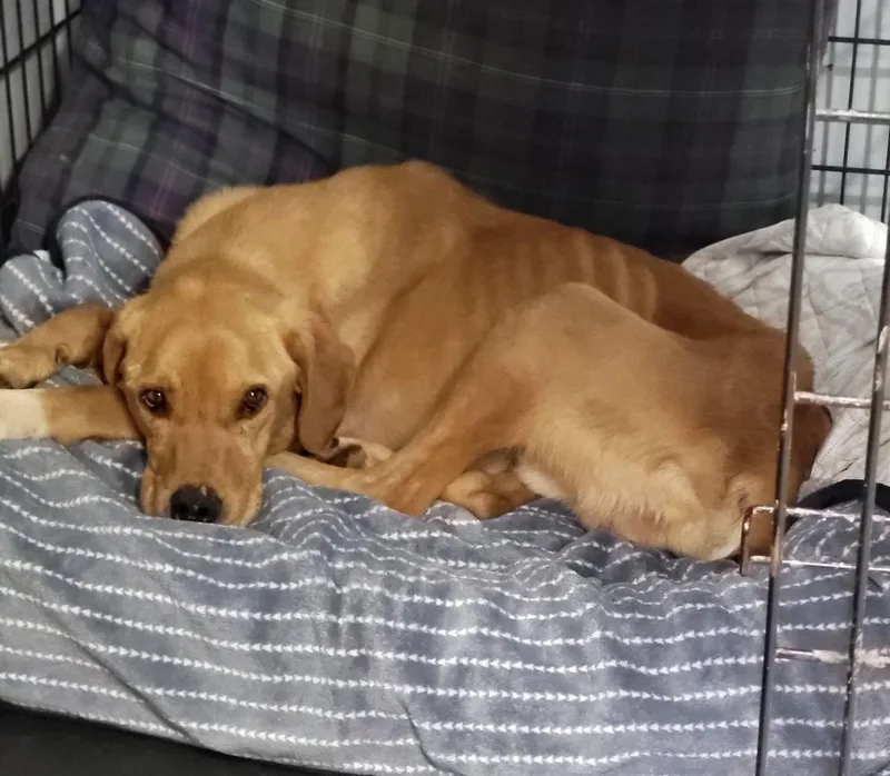 An adult medium-sized male Golden Yellow Labrador Retriever dog named Champ for adoption in Petersburg, IN