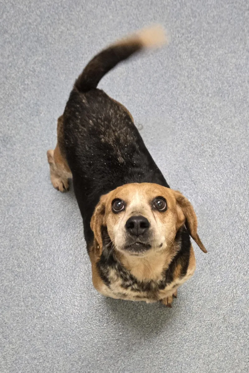 An adult small-sized female Beagle dog named Sassy for adoption in Suffolk, VA