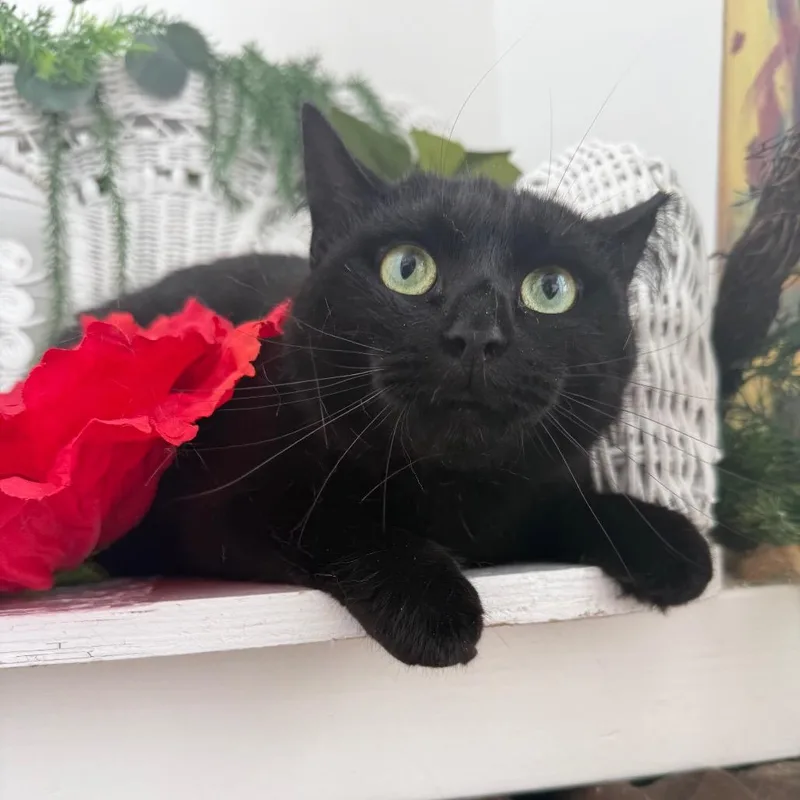 An adult medium-sized female Black Domestic Short Hair cat named Paper Wind for adoption in Eaton Rapids, MI