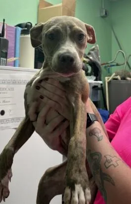 A baby small-sized female Pit Bull Terrier dog named Sasha for adoption in Killeen, TX