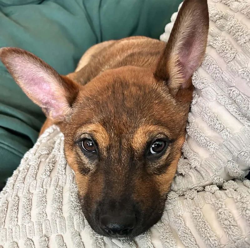 A baby medium-sized male Shepherd dog named Axel Ryder for adoption in Salt Lake City, UT