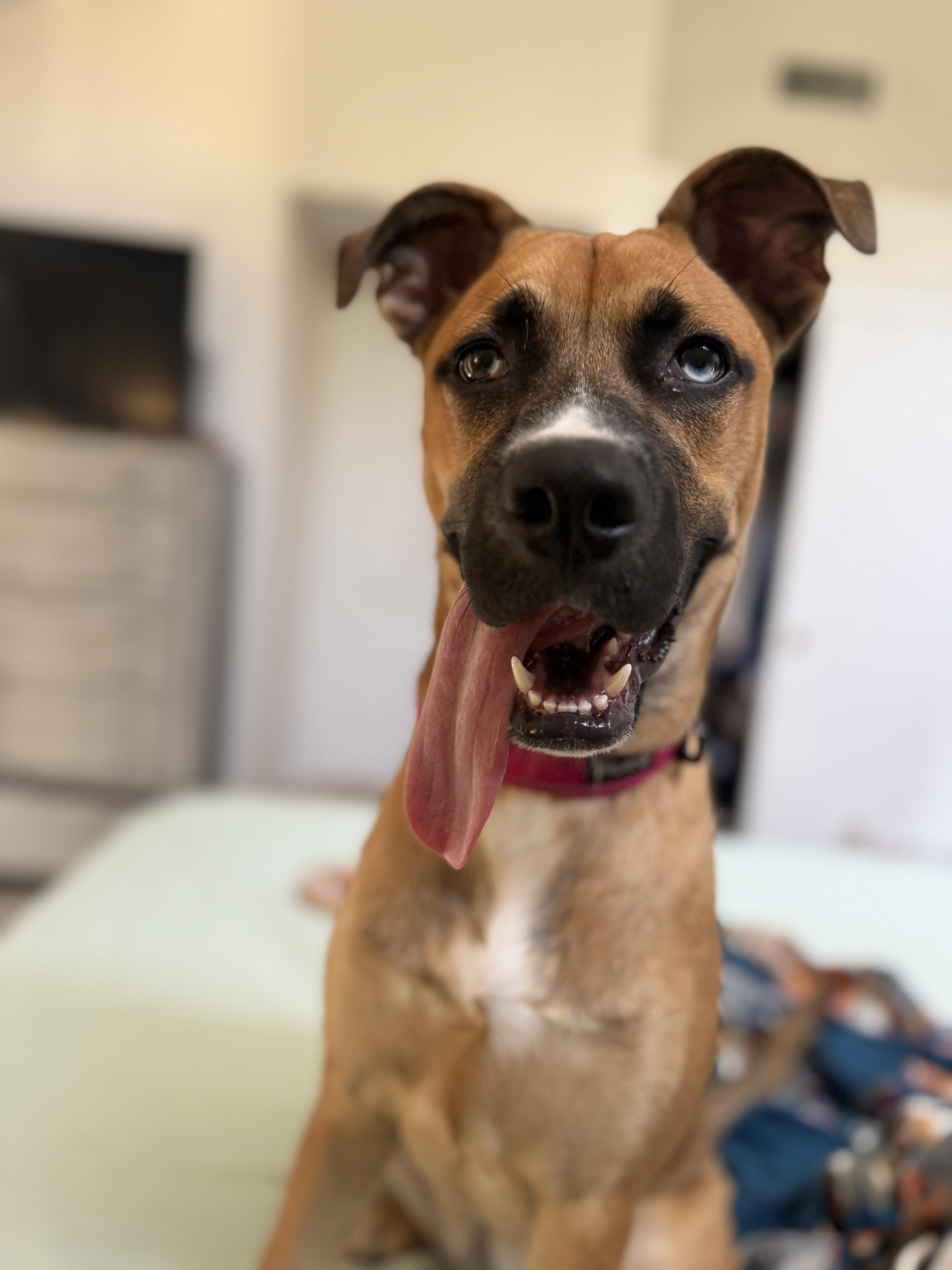 A young medium-sized female Boxer dog named Shania for adoption in Whittier, CA