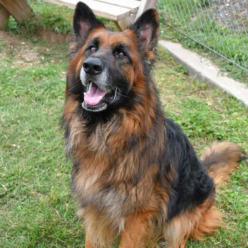 An adult large-sized male Black German Shepherd Dog dog named Truman for adoption in Beaumont, TX