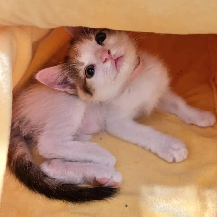 A baby small-sized female Orange / Red Domestic Short Hair cat named Royale for adoption in Austin, TX