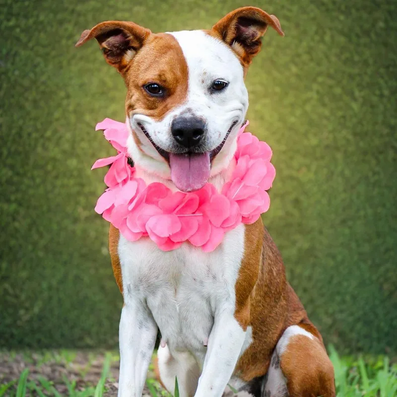 An adult medium-sized female Brown / Chocolate Mixed Breed dog named GiGi for adoption in Lake Jackson, TX