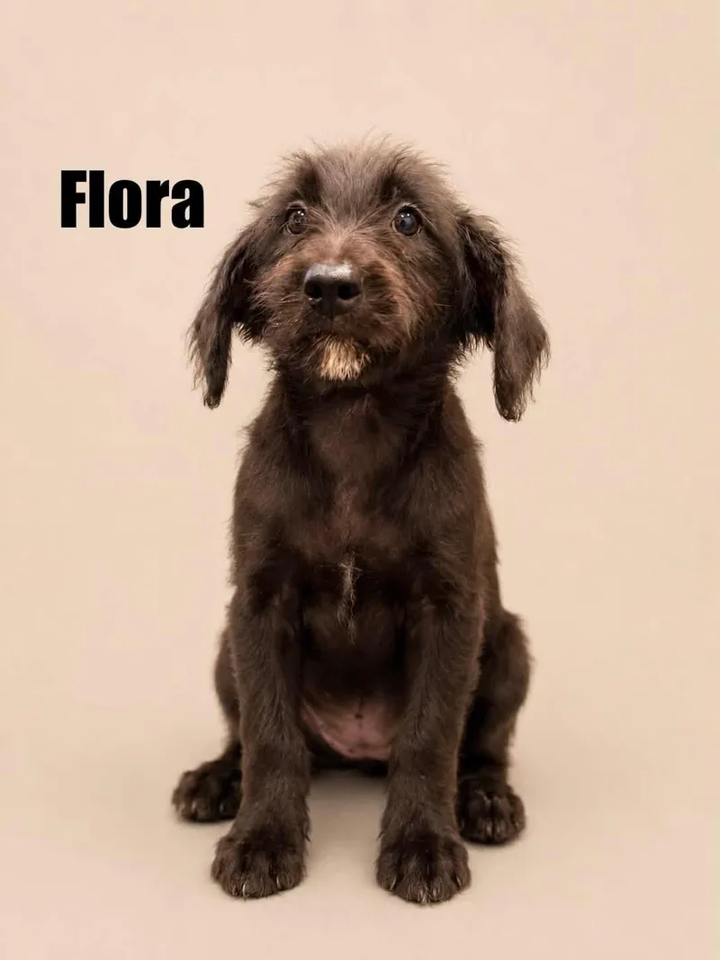 Flora