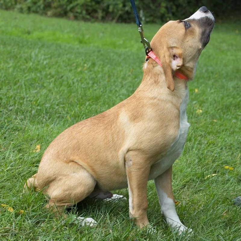 A baby medium-sized male Retriever dog named Big Bird for adoption in South Elgin, IL