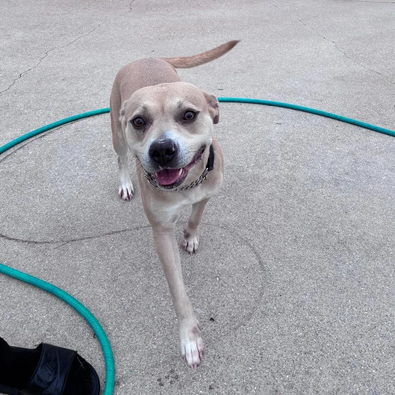 An adult medium-sized female Yellow / Tan / Blond / Fawn Pit Bull Terrier dog named Blu for adoption in Dixon, IL